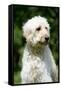 Goldendoodle (Head Shot)-null-Framed Stretched Canvas