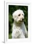 Goldendoodle (Head Shot)-null-Framed Photographic Print