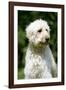 Goldendoodle (Head Shot)-null-Framed Photographic Print