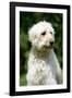 Goldendoodle (Head Shot)-null-Framed Photographic Print