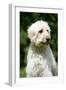 Goldendoodle (Head Shot)-null-Framed Photographic Print