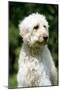 Goldendoodle (Head Shot)-null-Mounted Photographic Print