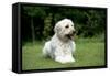 Goldendoodle Laying in Garden-null-Framed Stretched Canvas