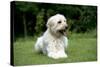 Goldendoodle Laying in Garden-null-Stretched Canvas