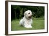 Goldendoodle Laying in Garden-null-Framed Photographic Print