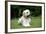 Goldendoodle Laying in Garden-null-Framed Photographic Print