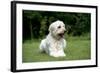 Goldendoodle Laying in Garden-null-Framed Photographic Print