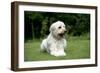 Goldendoodle Laying in Garden-null-Framed Photographic Print