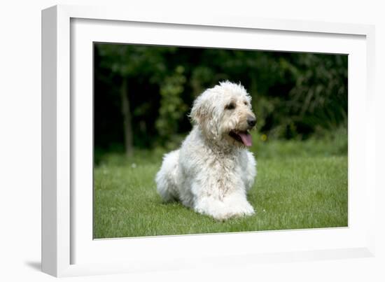 Goldendoodle Laying in Garden-null-Framed Photographic Print