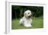 Goldendoodle Laying in Garden-null-Framed Photographic Print