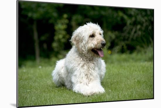 Goldendoodle Laying in Garden-null-Mounted Photographic Print