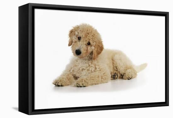 Goldendoodle Puppy Laying Down-null-Framed Stretched Canvas