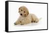 Goldendoodle Puppy Laying Down-null-Framed Stretched Canvas