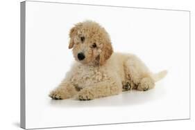 Goldendoodle Puppy Laying Down-null-Stretched Canvas