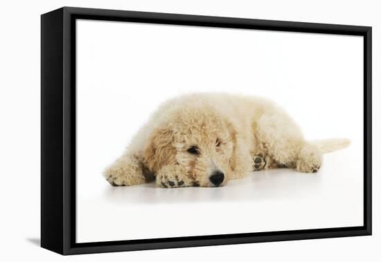 Goldendoodle Puppy Laying Down-null-Framed Stretched Canvas