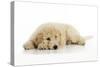 Goldendoodle Puppy Laying Down-null-Stretched Canvas