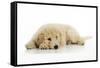 Goldendoodle Puppy Laying Down-null-Framed Stretched Canvas