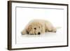 Goldendoodle Puppy Laying Down-null-Framed Photographic Print