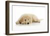 Goldendoodle Puppy Laying Down-null-Framed Photographic Print