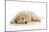 Goldendoodle Puppy Laying Down-null-Mounted Photographic Print