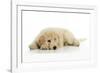 Goldendoodle Puppy Laying Down-null-Framed Photographic Print