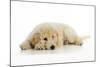 Goldendoodle Puppy Laying Down-null-Mounted Photographic Print