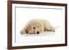 Goldendoodle Puppy Laying Down-null-Framed Photographic Print