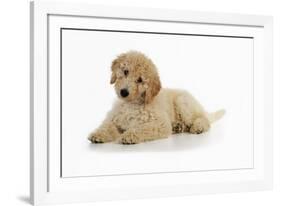 Goldendoodle Puppy Laying Down-null-Framed Photographic Print