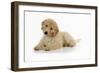 Goldendoodle Puppy Laying Down-null-Framed Photographic Print