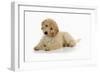 Goldendoodle Puppy Laying Down-null-Framed Photographic Print