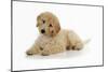 Goldendoodle Puppy Laying Down-null-Mounted Photographic Print