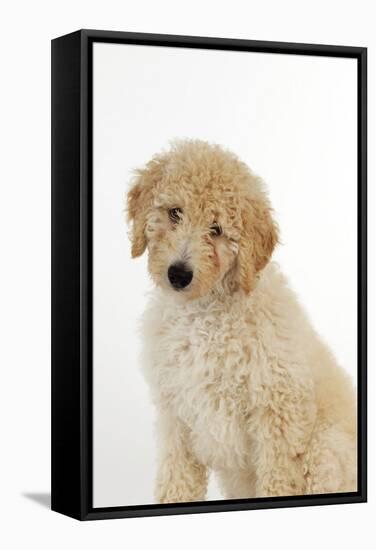 Goldendoodle Puppy Sitting-null-Framed Stretched Canvas