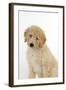 Goldendoodle Puppy Sitting-null-Framed Photographic Print