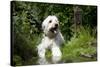 Goldendoodle Standing at the Edge of a Pond-null-Stretched Canvas