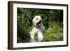 Goldendoodle Standing at the Edge of a Pond-null-Framed Photographic Print