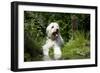 Goldendoodle Standing at the Edge of a Pond-null-Framed Photographic Print