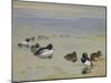 Goldeneye and Tufted Duck-Archibald Thorburn-Mounted Giclee Print