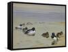 Goldeneye and Tufted Duck-Archibald Thorburn-Framed Stretched Canvas