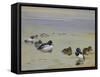 Goldeneye and Tufted Duck-Archibald Thorburn-Framed Stretched Canvas