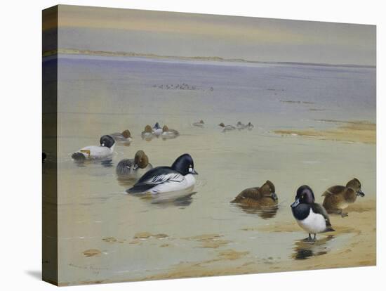 Goldeneye and Tufted Duck-Archibald Thorburn-Stretched Canvas