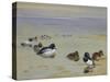 Goldeneye and Tufted Duck-Archibald Thorburn-Stretched Canvas