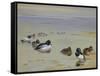 Goldeneye and Tufted Duck-Archibald Thorburn-Framed Stretched Canvas