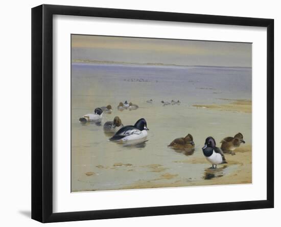 Goldeneye and Tufted Duck-Archibald Thorburn-Framed Giclee Print