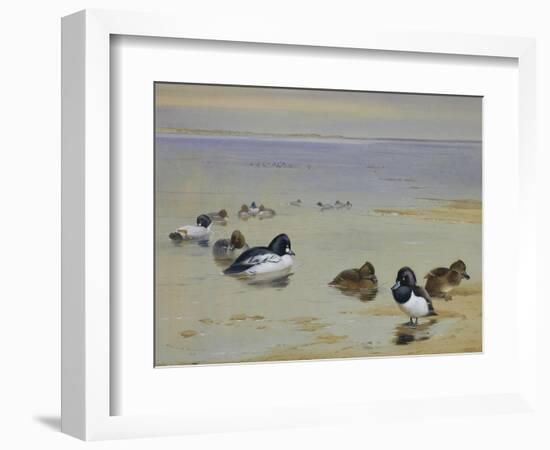 Goldeneye and Tufted Duck-Archibald Thorburn-Framed Giclee Print