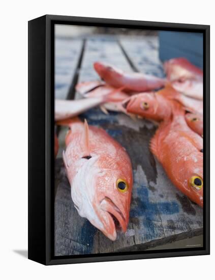 Goldeneye Fish, Caye Caulker, Belize-Russell Young-Framed Stretched Canvas