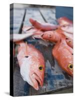 Goldeneye Fish, Caye Caulker, Belize-Russell Young-Stretched Canvas