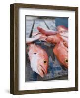 Goldeneye Fish, Caye Caulker, Belize-Russell Young-Framed Photographic Print