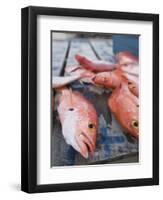 Goldeneye Fish, Caye Caulker, Belize-Russell Young-Framed Photographic Print