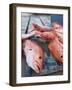 Goldeneye Fish, Caye Caulker, Belize-Russell Young-Framed Photographic Print