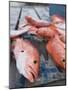 Goldeneye Fish, Caye Caulker, Belize-Russell Young-Mounted Photographic Print